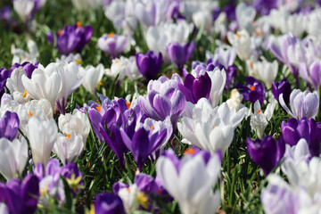 Spring crocuses - purple and white blooming in a meadow in Copenhagen