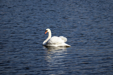 Swan on the lake in Copenhagen in sunny weather