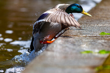 Adult duck with open wings on the water of a pond.