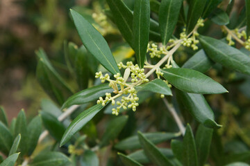 Detail of arbequina olive branch beginning to bloom.