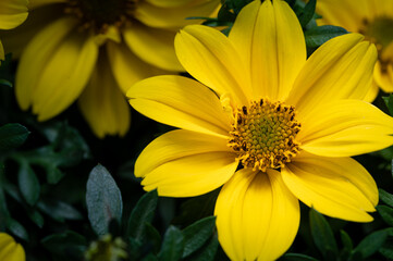 colorful flower macro with blurred background in a garden in spring