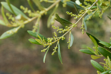 Fototapeta premium Detail of arbequina olive branch beginning to bloom.
