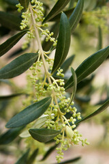 Detail of arbequina olive tree branch with flowers.