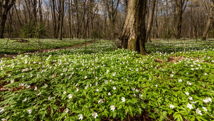 Wiosna w Lesie Zwierzynieckim - Białystok, Podlasie, Polska