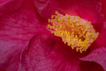 colorful flower macro with blurred background in a garden in spring