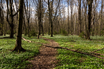 Wiosna w Lesie Zwierzynieckim - Białystok, Podlasie, Polska