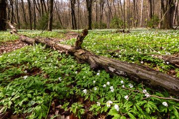 Wiosna w Lesie Zwierzynieckim - Białystok, Podlasie, Polska