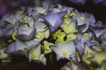 colorful flower macro with blurred background in a garden in spring