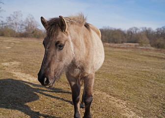 Konik wild horses in March in Saxony Anhalt