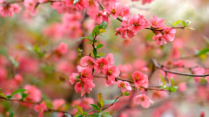 
Defocused natural background. Pink, flowering dogwood branches.