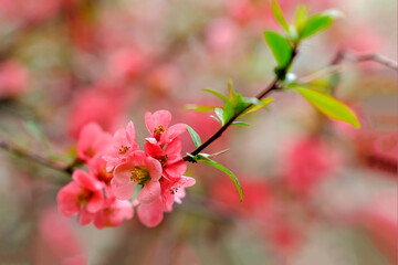 Defocused natural background. Pink, blossoming peach branches. Close-up.