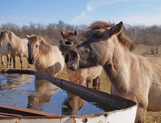 Konik wild horses in March in Saxony Anhalt