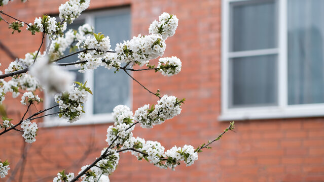  Flowering branches of cherry blossoms against the background of a red brick wall. Defocused natural background. - Powered by Adobe
