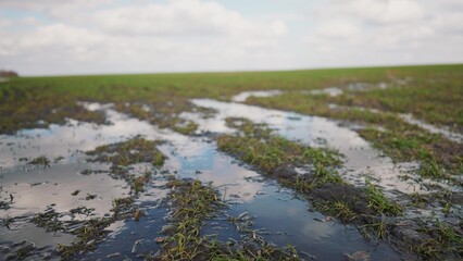 green sprouts of wheat on the field in early spring. large puddle of water after irrigation. agribusiness concept of green wheat field. plant growing of young green wheat water on a field landscape