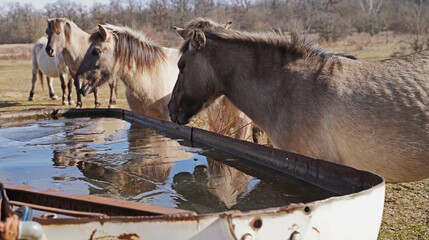 Konik wild horses in March in Saxony Anhalt
