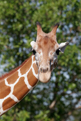 Reticulated Giraffe, Giraffa camelopardalis reticulata