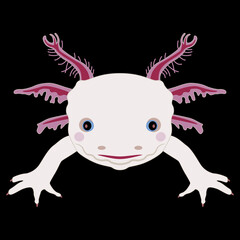 Funny face of a happy smiling baby Axolotl. Mexican walking fish. Neotenic fire salamander.  On black background.	