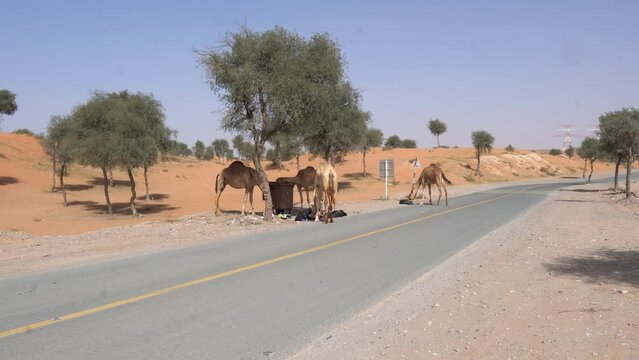 Camels eating garbage on the side of a Middle East desert road; road danger and environmental concepts
