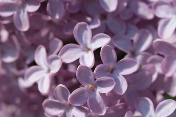 Blossoming branch of fresh purple violet lilac flowers close up, selective focus. Beautiful fresh purple lilac flowers in full bloom in the garden against green leaves natural background, close up