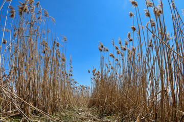 Obraz premium yellow reeds near lake and blue sky