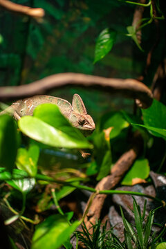 lizard on a tree