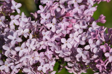 Blossoming branch of fresh purple violet lilac flowers close up, selective focus. Beautiful fresh purple lilac flowers in full bloom in the garden against green leaves natural background, close up