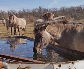 Konik wild horses in March in Saxony Anhalt