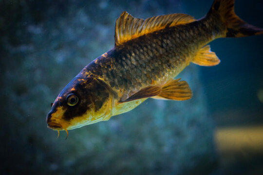 fish in aquarium