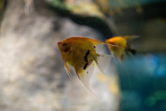 goldfish in aquarium