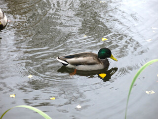 wild ducks swim in an autumn rural pond
