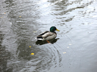 wild ducks swim in an autumn rural pond
