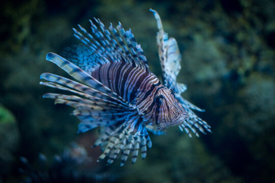 fish in aquarium