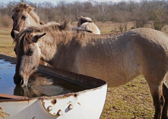 Konik wild horses in March in Saxony Anhalt