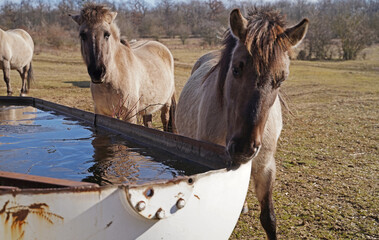 Konik wild horses in March in Saxony Anhalt