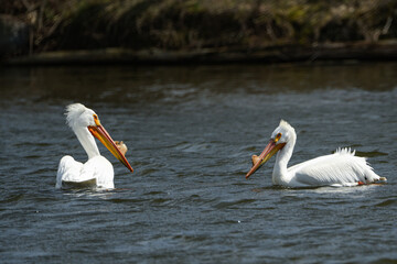 pelicans on the beach
