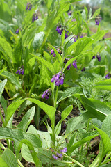 Flowering Comfrey is a medicinal plant.