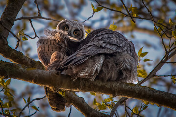 owl in the tree