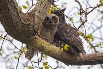 Obraz premium baby owl on a branch