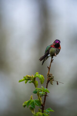 humming bird on branch
