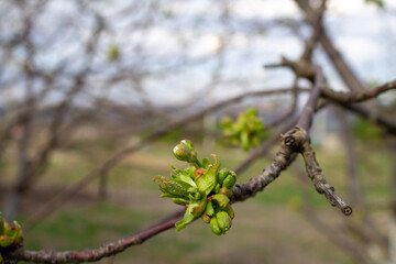 Selective focus cherries in the phase of budding, young leaves bloom. Close up Photo Of Phase of Early Growth of Plant.