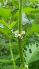 water drops on a green leaf