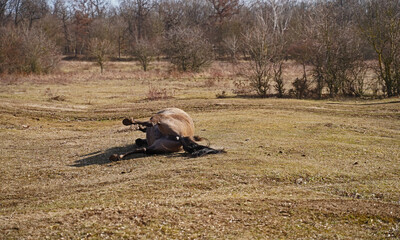 Konik wild horses in March in Saxony Anhalt © BabettsBildergalerie