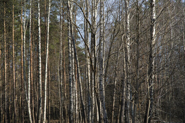 Beautiful birch trees in spring forest, background landscape