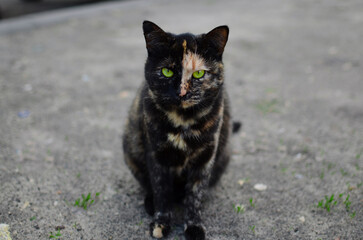 Fototapeta premium Two-face black and red cat with green eyes, stray cat