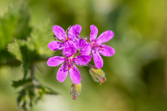 Wild flower in nature, scientific name; Erodium malacoides