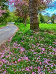Obraz premium Falling blossom