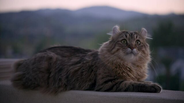 A young highland lynx cat sitting in a forest and looking around. A young highland lynx kitten with a short tail and short ears