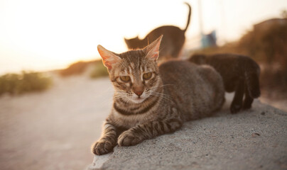 Naklejka na ściany i meble Cute street cat lies on concrete parapet