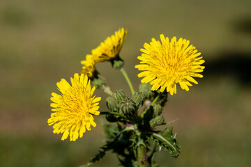 Blooming yellow flowers (Crepis vesicaria)