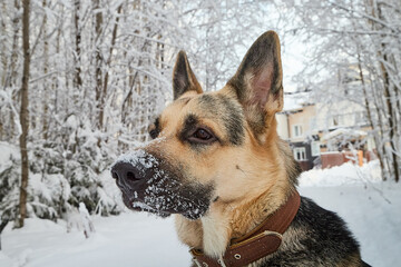 Dog German Shepherd outdoors in the forest in a winter day. Russian guard dog Eastern European Shepherd in nature on the snow and white trees covered snow